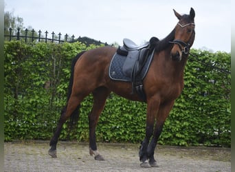 Other Breeds, Gelding, 6 years, 15.2 hh, Brown