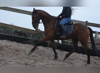 Other Breeds, Gelding, 6 years, 15.2 hh, Brown