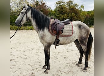 Other Breeds, Gelding, 6 years, 15.2 hh, Grey