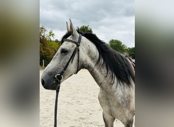 Other Breeds, Gelding, 6 years, 15.2 hh, Grey