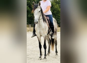 Other Breeds, Gelding, 6 years, 15.2 hh, Grey
