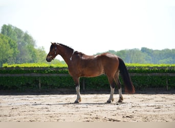 Other Breeds, Gelding, 6 years, 15.2 hh, Pinto