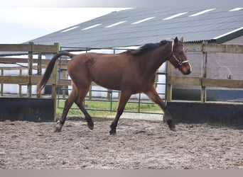 Other Breeds, Gelding, 6 years, 15,3 hh, Brown