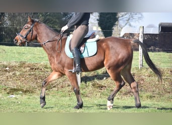 Other Breeds, Gelding, 6 years, 15,3 hh, Brown