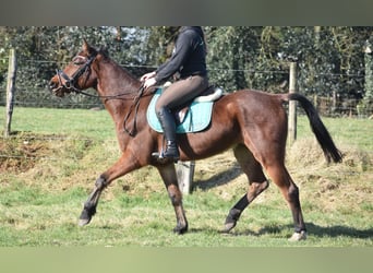 Other Breeds, Gelding, 6 years, 15,3 hh, Brown