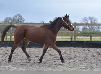 Other Breeds, Gelding, 6 years, 15,3 hh, Brown