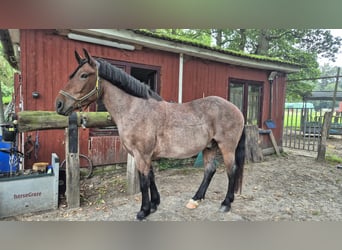 Other Breeds Mix, Gelding, 6 years, 15 hh, Grey-Red-Tan