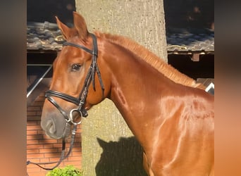 Other Breeds, Gelding, 6 years, 15,1 hh, Chestnut-Red