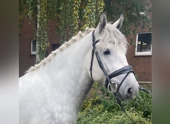Other Breeds, Gelding, 6 years, 15,1 hh, Grey