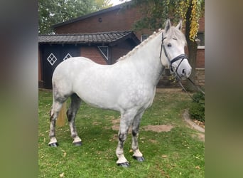 Other Breeds, Gelding, 6 years, 15,1 hh, Grey
