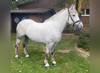 Other Breeds, Gelding, 6 years, 15,1 hh, Grey