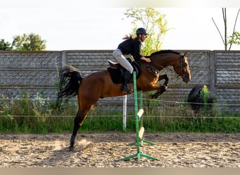 Other Breeds Mix, Gelding, 6 years, 15,2 hh, Bay
