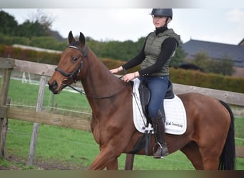 Other Breeds, Gelding, 6 years, 15,2 hh, Brown