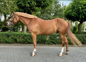 Other Breeds, Gelding, 6 years, 15,2 hh, Chestnut-Red