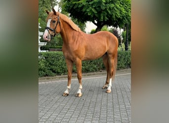 Other Breeds, Gelding, 6 years, 15,2 hh, Chestnut-Red