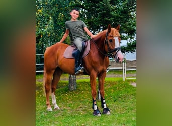 Other Breeds, Gelding, 6 years, 15,2 hh, Chestnut-Red