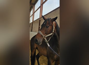 Other Breeds, Gelding, 6 years, 16 hh, Bay-Dark