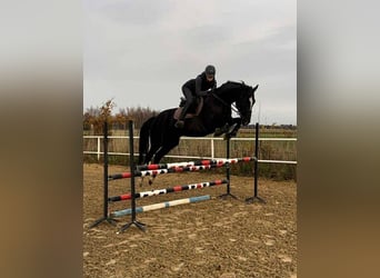 Other Breeds, Gelding, 6 years, 16 hh, Black