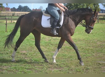 Other Breeds, Gelding, 6 years, 16 hh, Brown