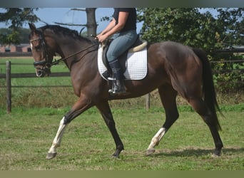 Other Breeds, Gelding, 6 years, 16 hh, Brown