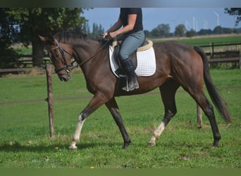 Other Breeds, Gelding, 6 years, 16 hh, Brown