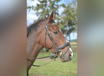 Other Breeds, Gelding, 6 years, 16 hh, Brown