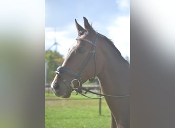 Other Breeds, Gelding, 6 years, 16 hh, Brown