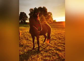 Other Breeds Mix, Gelding, 6 years, Bay