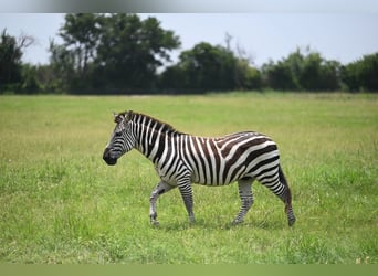 Other Breeds, Gelding, 6 years, Black