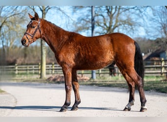Other Breeds, Gelding, 6 years