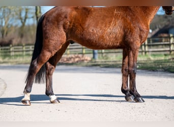 Other Breeds, Gelding, 6 years