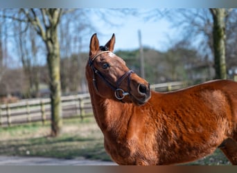 Other Breeds, Gelding, 6 years