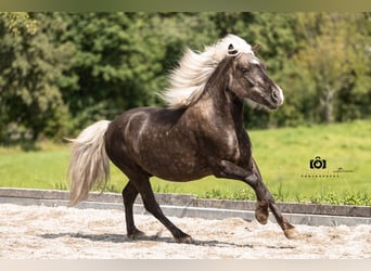 Other Breeds Mix, Gelding, 7 years, 11.1 hh