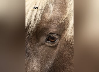 Other Breeds Mix, Gelding, 7 years, 11,1 hh