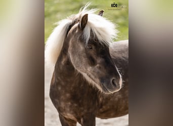 Other Breeds Mix, Gelding, 7 years, 11,1 hh