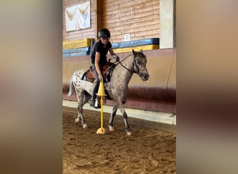 Other Breeds, Gelding, 7 years, 13,1 hh, Leopard-Piebald