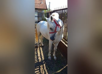 Other Breeds Mix, Gelding, 7 years, 13.2 hh, Grey Other Breeds Mix, Gelding, 7 years, 13.2 hh, Grey