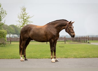 Other Breeds, Gelding, 7 years, 14.1 hh, Chestnut