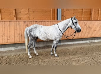 Other Breeds, Gelding, 7 years, 14.2 hh, Grey-Dapple