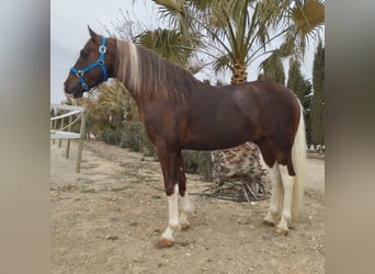 Other Breeds Mix, Gelding, 7 years, 14.2 hh, Overo-all-colors