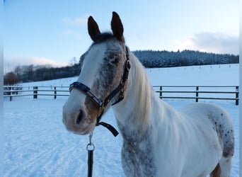 Other Breeds Mix, Gelding, 7 years, 14.2 hh, Pinto