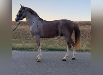 Other Breeds Mix, Gelding, 7 years, 14,3 hh, Roan-Red