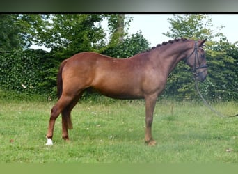 Other Breeds, Gelding, 7 years, 14 hh, Chestnut-Red