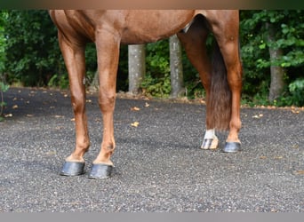 Other Breeds, Gelding, 7 years, 14 hh, Chestnut-Red