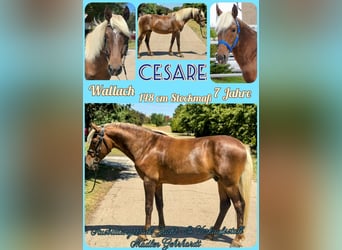 Other Breeds, Gelding, 7 years, 14,2 hh, Chestnut