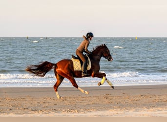Other Breeds, Gelding, 7 years, 15.1 hh