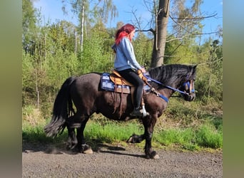 Other Breeds, Gelding, 7 years, 15.2 hh, Black