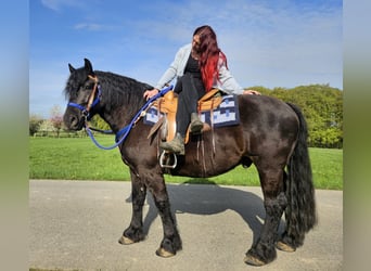 Other Breeds, Gelding, 7 years, 15.2 hh, Black