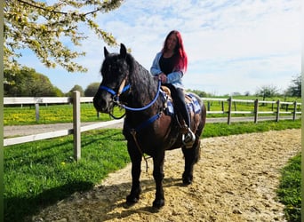 Other Breeds, Gelding, 7 years, 15.2 hh, Black