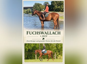 Other Breeds, Gelding, 7 years, 15.2 hh, Chestnut-Red